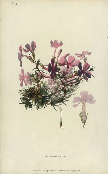 Bristly lychnidea, Phlox setacea