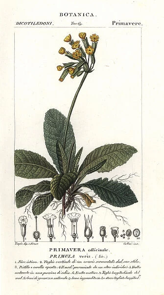 Cowslip, Primula veris
