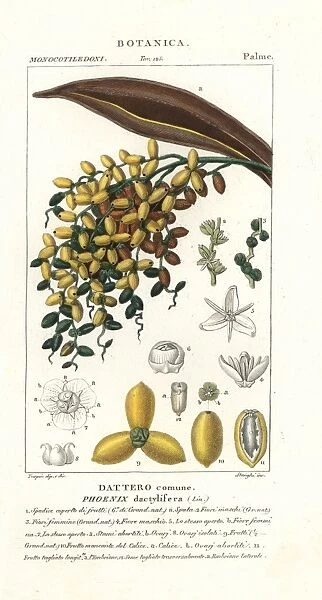 Date palm, fruit, Phoenix dactylifera