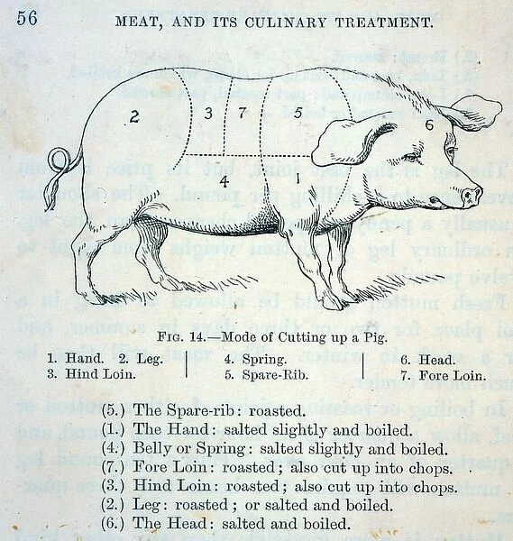Diagram of Pork Cuts