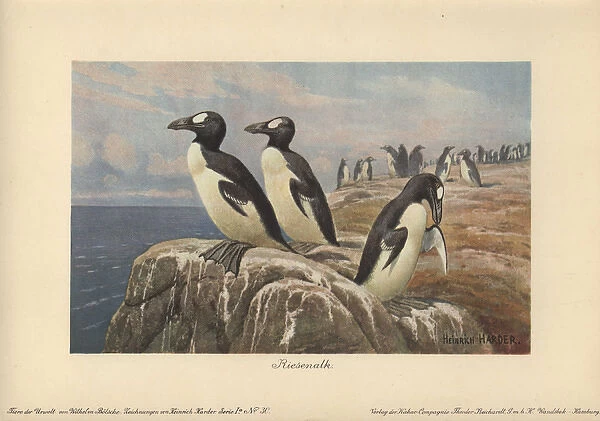 Great Auk, Pinguinus impennis, large, flightless