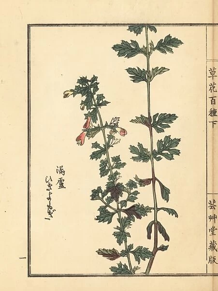Hikiyomogi, Siphonostegia chinensis