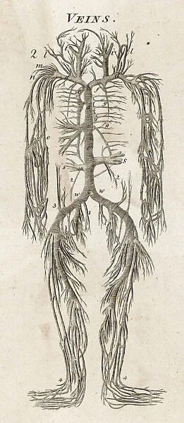 Human body, system of veins