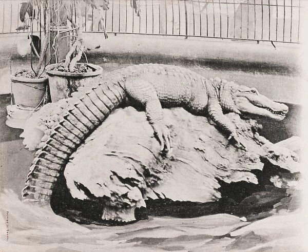 London Zoo - Crocodile