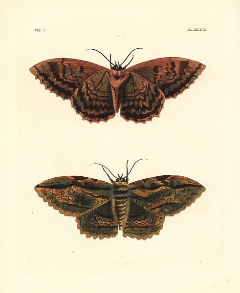 Owl moth, Thysania zenobia