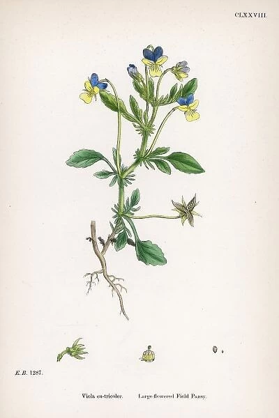 Plants  /  Viola Tricolor