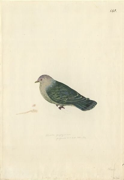 Ptilinopus purpuratus, grey-green fruit dove
