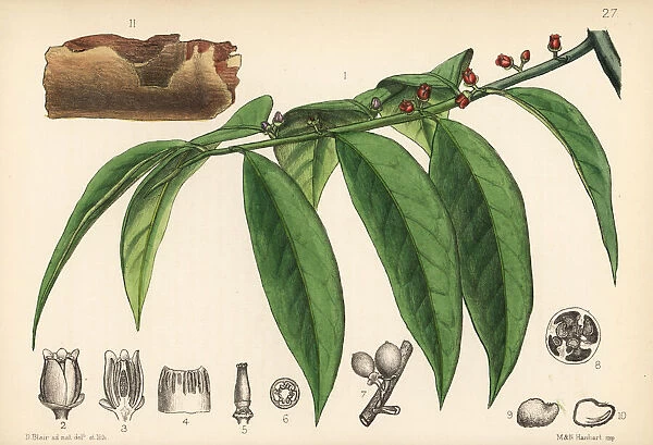 Red canella or mountain cinnamon, Cinnamodendron corticosum