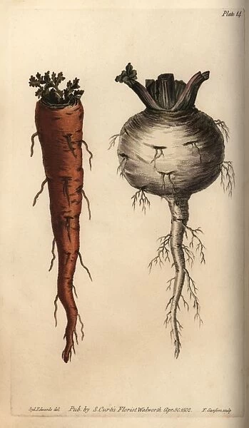Root vegetables, carrot Daucus carota and turnip