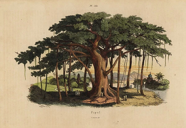 Sacred fig tree or peepal tree, Ficus religiosa
