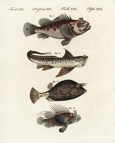 Scorpion fish, rat fish, cowfish and firefish