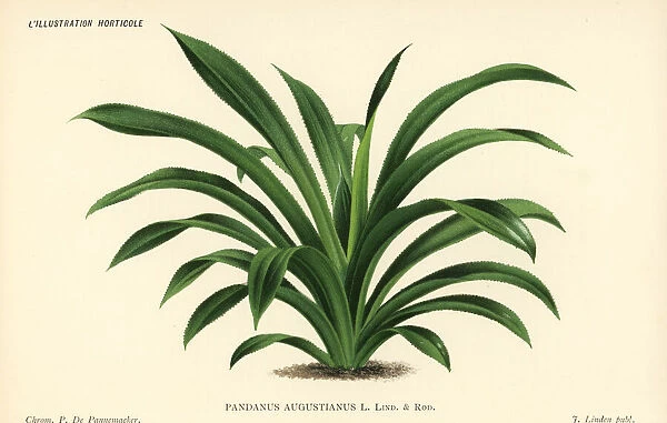 Screw pine, Pandanus augustianus