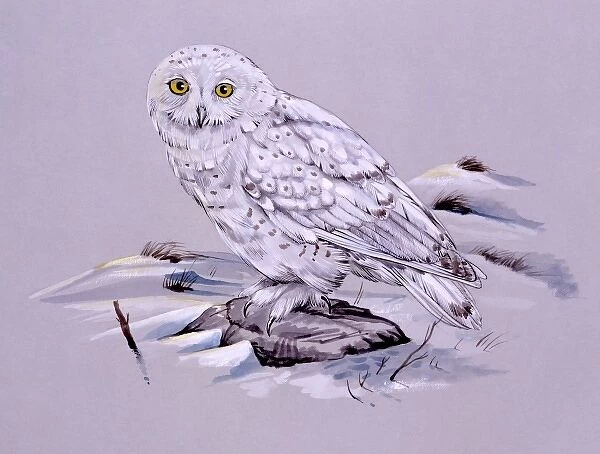 Snowy Owl. A Snowy Owl (Bubo scandiacus). Painting by Malcolm Greensmith