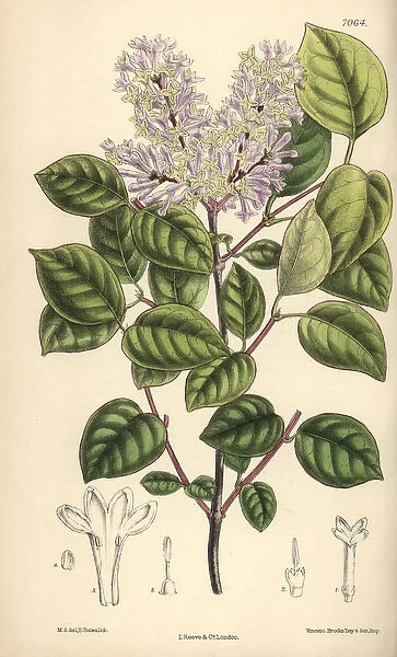 Syringa villosa, pale lilac flower from northern China