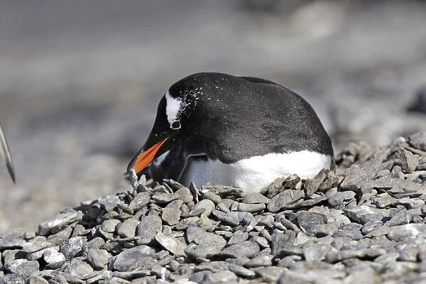 Gentoo Penguin - at nest moving pebbles. Brown Bluff - Antarctic Peninsula