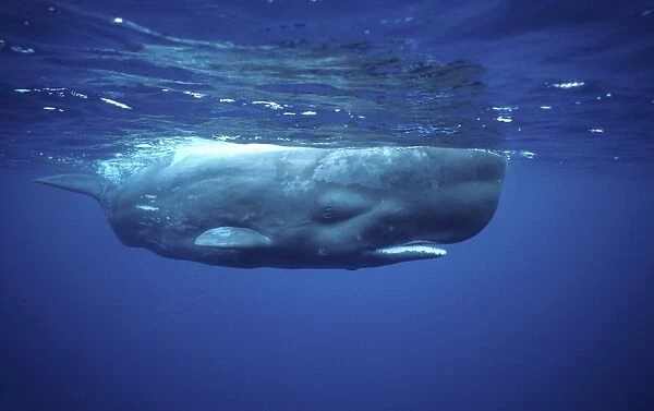 Sperm whale Near the Azores Islands (Portugal). North Atlantic Ocean