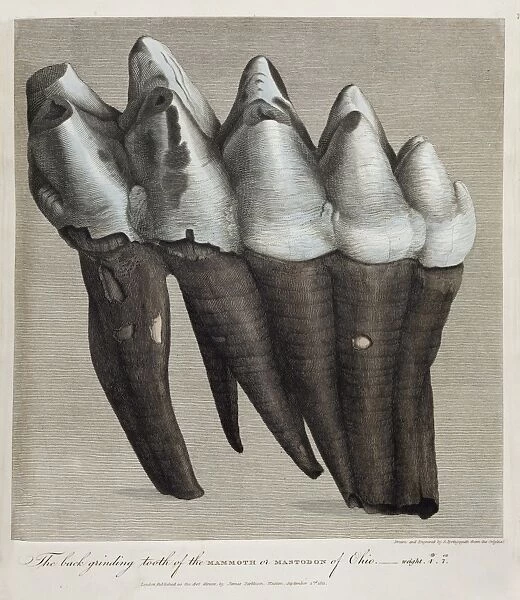 1811 Parkinson mammoth mastodon tooth