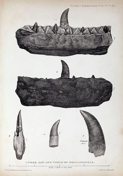 1824 Bucklands Megalosaurus jaw teeth