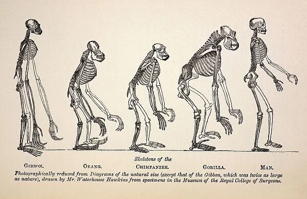 1863 Huxley from Ape to Man evolution