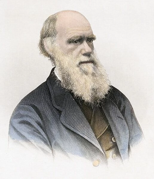 1871 Darwin water colour print USA