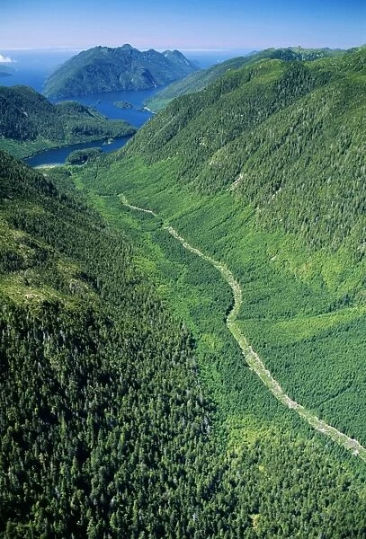 Aerial view of a regenerating clear-cut forest