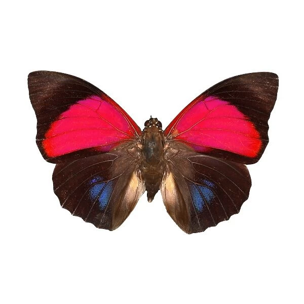 Agrias claudina butterfly