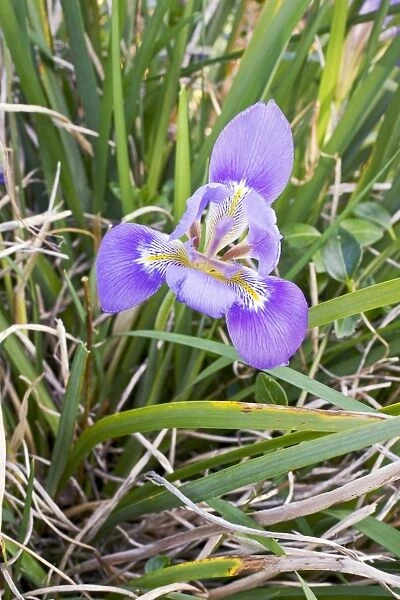 Algerian iris (Iris unguicularis)