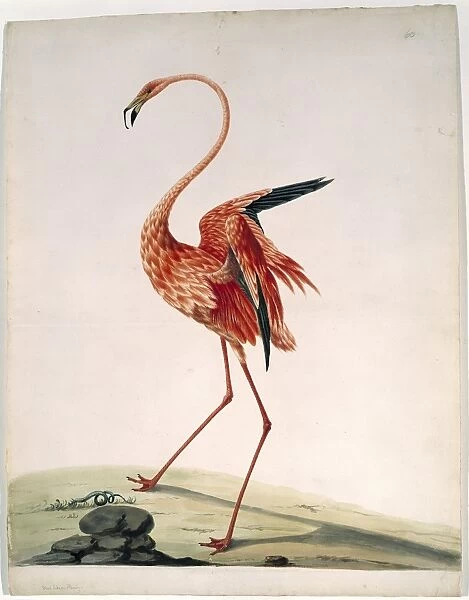 American flamingo, 18th century artwork C013  /  6793