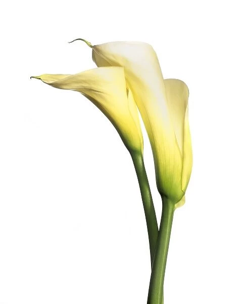 Arum lily (Zantedeschia sp. )