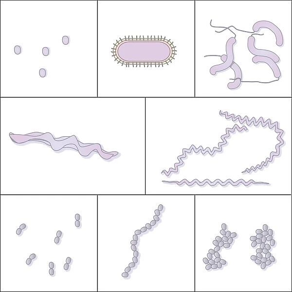 Bacteria shapes, artwork
