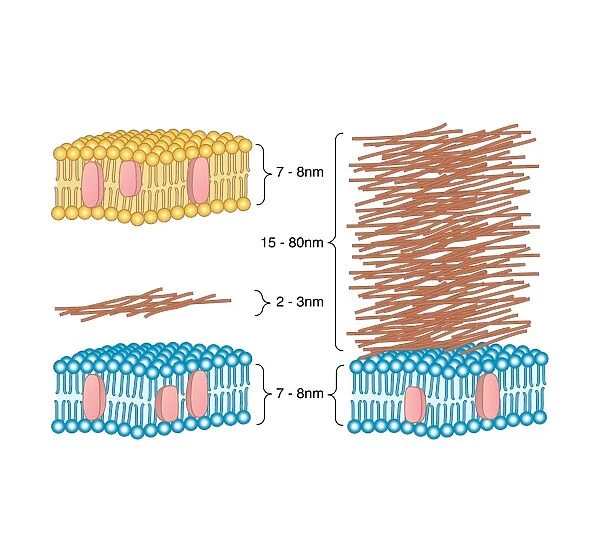Bacterial cell wall comparison, artwork