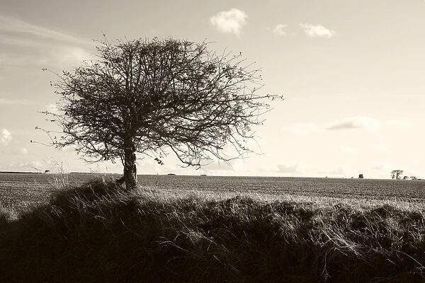 Bare tree. Photographed in Norfolk, UK