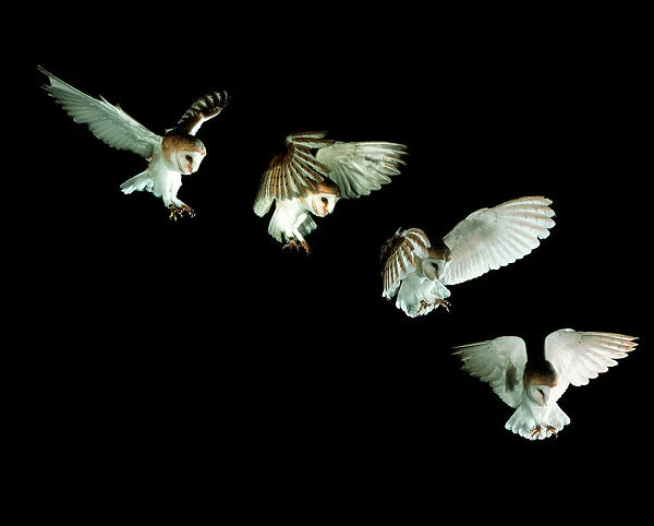 Barn owl. Composite image of high-speed photographs of a European barn owl 