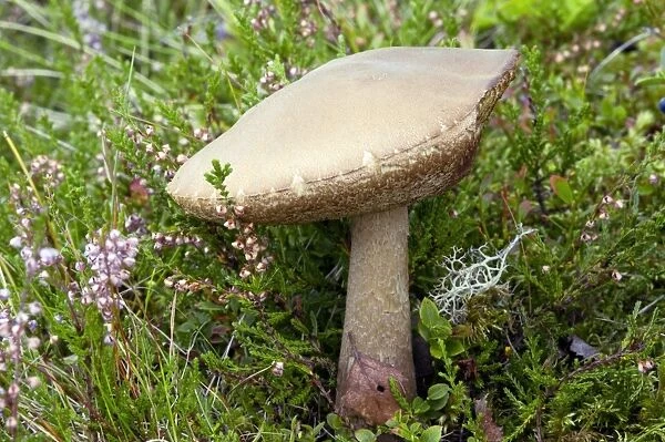 Birch bolete (Leccinum scabrum) mushroom