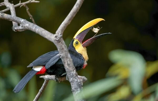 Black-mandibled toucan C018  /  2412