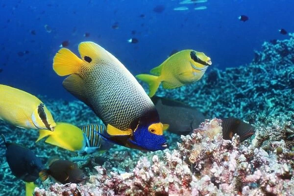 Blue-faced angelfish