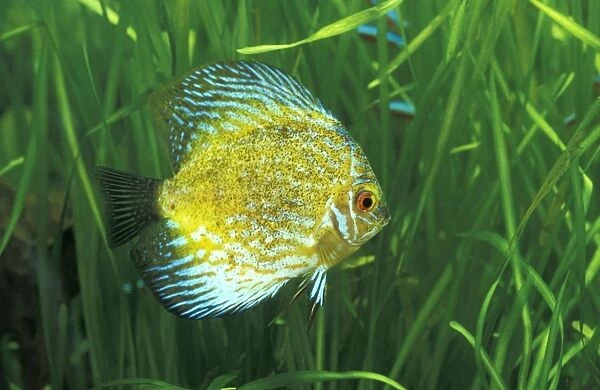 Brown discus fish (Symphysodon aequifasciatus)
