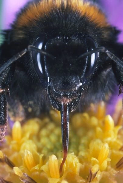 Bumble bee on a Michaelmas daisy