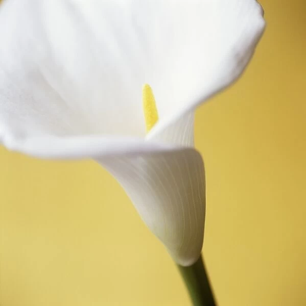 Calla lily (Zantedeschia sp. )