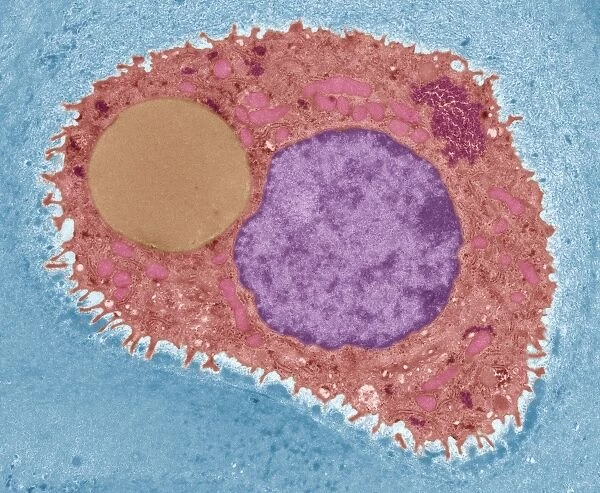 Cartilage cell, TEM C014  /  1432