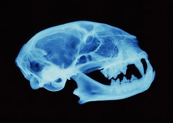 Cat skull X-ray