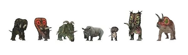 Cerapod dinosaurs compared to a rhino