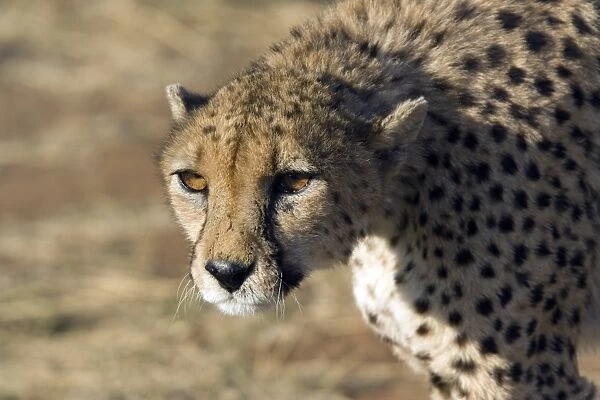 Cheetah (Acynonix jubatus). This big cat relies on stealth and speed to catch prey