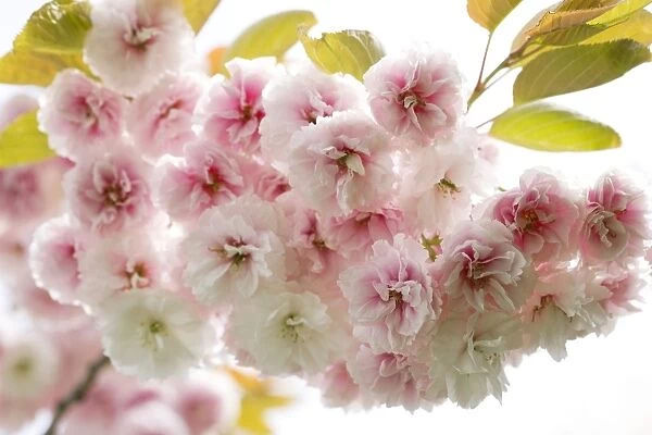 Cherry blossom (Cerasus sp. )