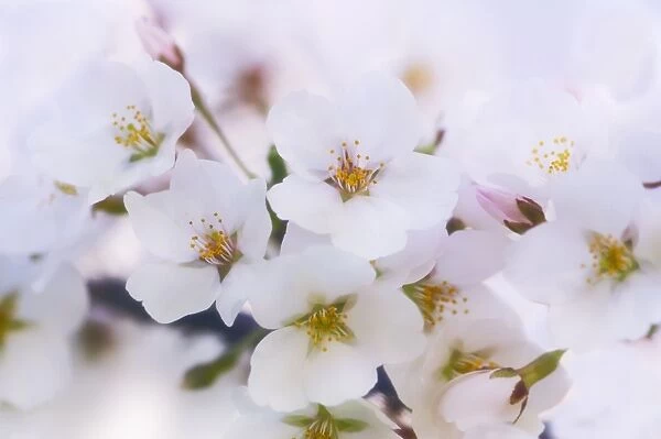 Cherry blossom (Prunus Serrulata )