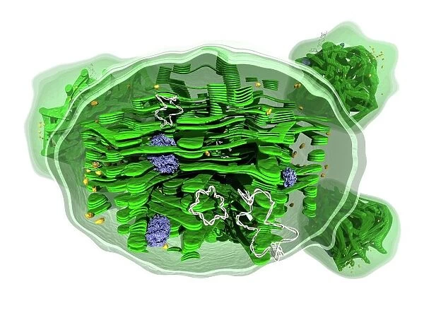 Chloroplast structure, artwork