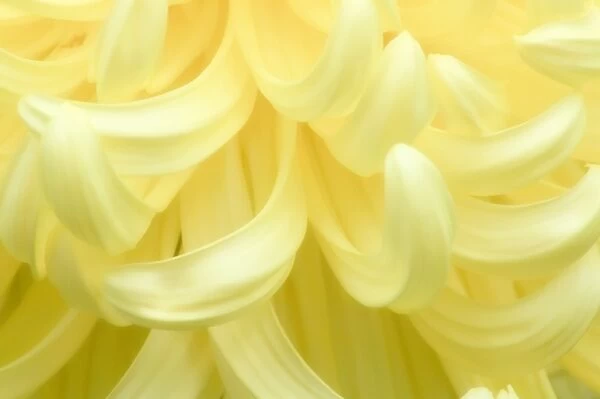 Chrysanthemum (Chrysanthemum sp. )