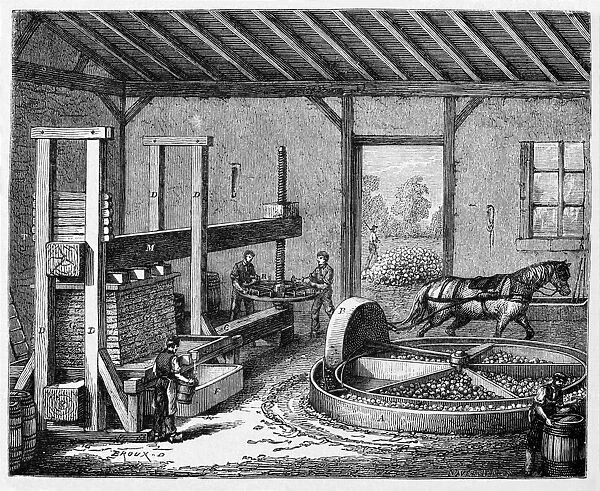 Cider production, 19th century