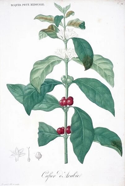 Coffee plant, 19th century C016  /  5141