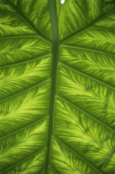 Colocasia indica leaf